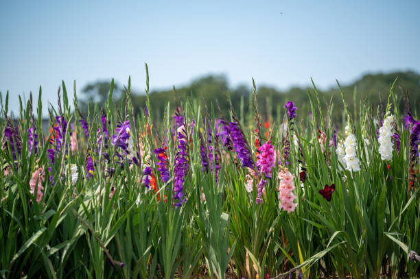 istock Gladiolus Flowers Blooming in Field 2168118586