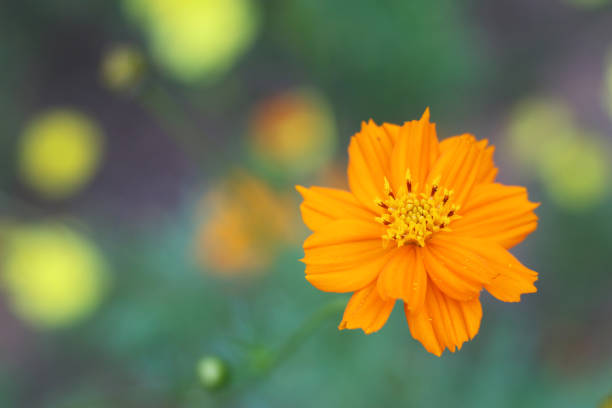 flower in the garden