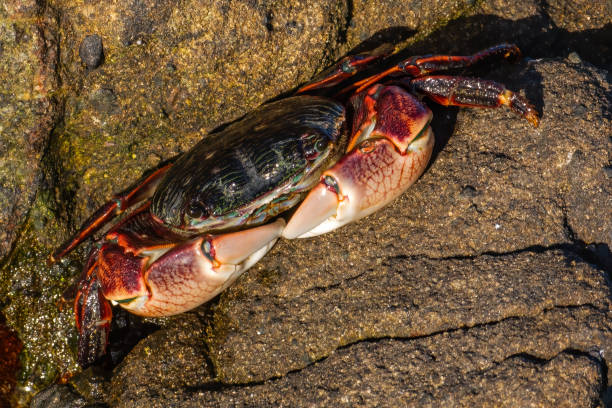 Shore Lined Crab, Pachygrapsus crassipes, Salt Point State Park,  Sonoma County, California; Arthropoda, Dacapoda, Grapsidae