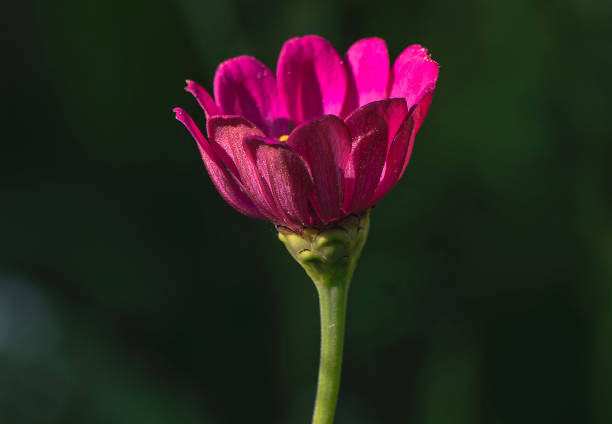 A bright red Zinnia in the summer garden