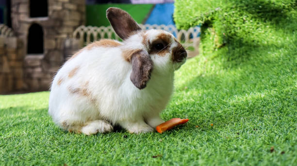 istock The bunny enjoying food 2168123272