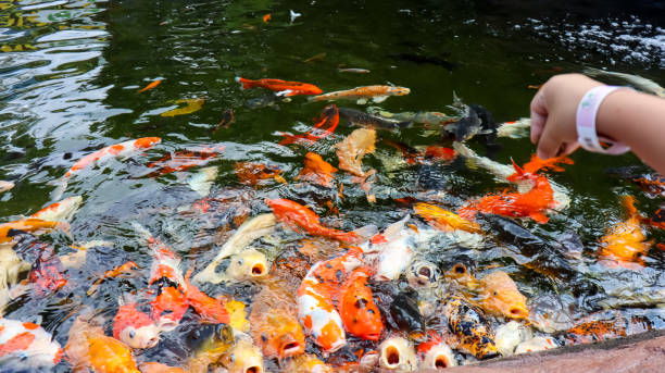 istock Colorful of Koi Fish 2168125174