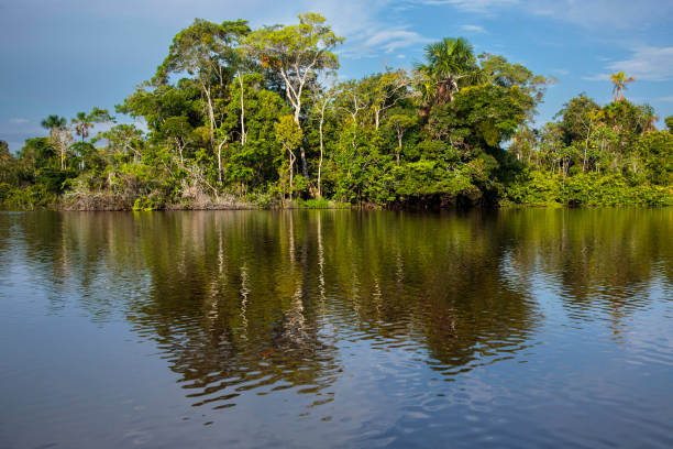 istock Lush green rainforest with calm lake view 2168125619