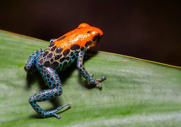 istock Red and Blue Poison Dart Frog on Leaf 2168125771