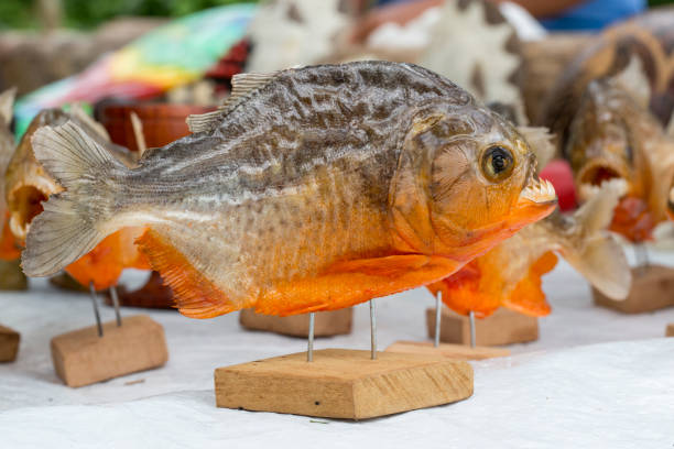 piranha