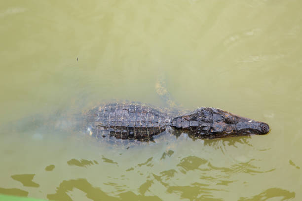 A caiman, partially submerged in murky water, showcasing its rugged scales and elongated snout, blending into its natural habitat.
