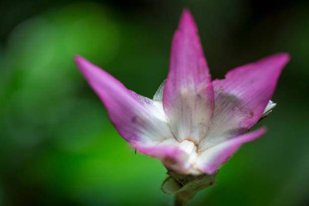 Close-up of a bud of the blue Blue Ginger Flowers (Dichorisandra Thyrsiflora), which is still closed. The flower shines against a dark background.