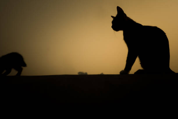 istock Silhouette of a cat sitting on a wall fence 2168125963
