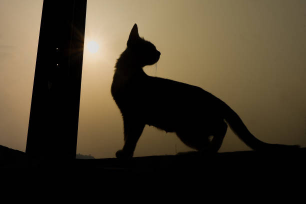 istock Silhouette of a cat standing on a wall fence 2168126047