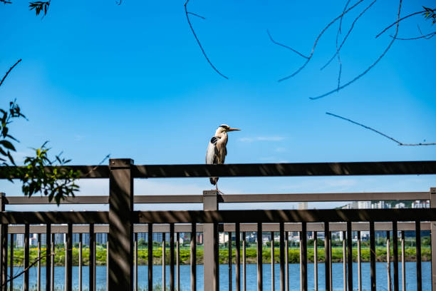 Elegant Heron Stands on a Bridge Over the Lake
