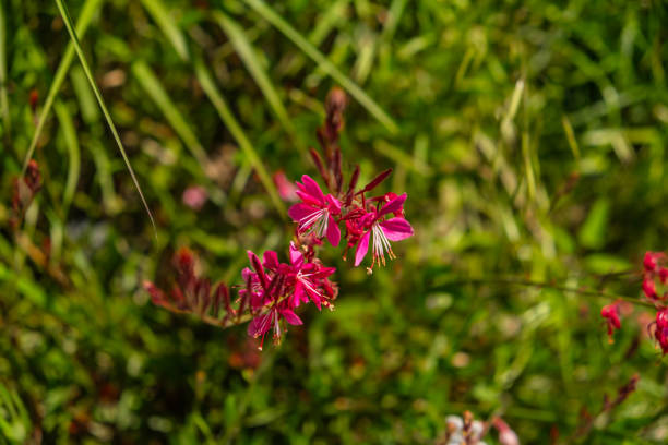 Colorful Wildflowers Blooming in a Serene Meadow