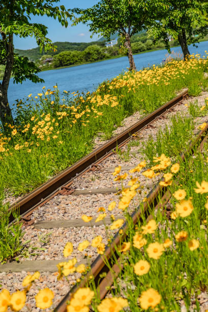 istock Vibrant Marigolds by the Tranquil Lake and Railway 2168126652