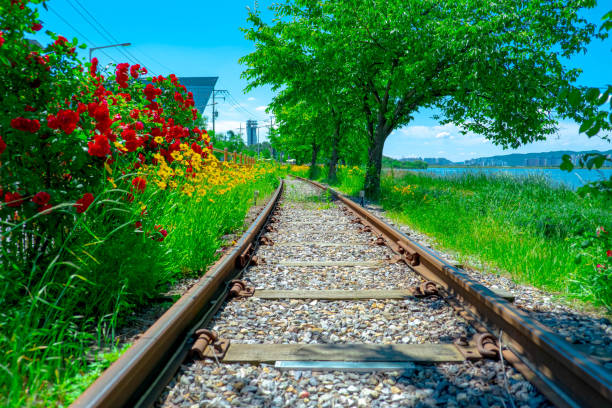 Vibrant Marigolds by the Tranquil Lake and Railway