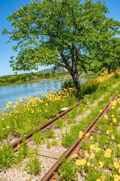istock Vibrant Marigolds by the Serene Lakeside 2168126672