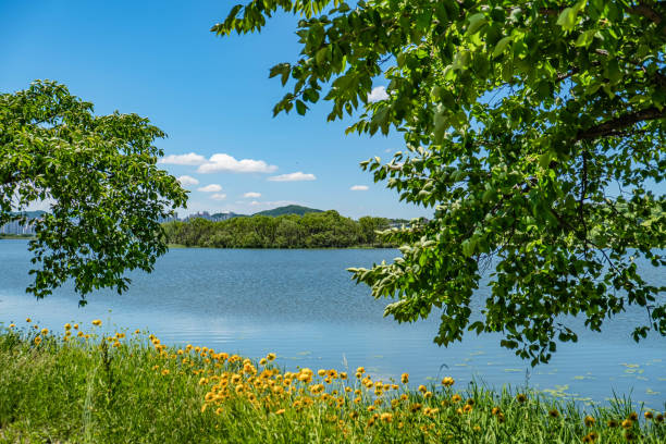 istock Vibrant Marigolds by the Serene Lakeside 2168126705