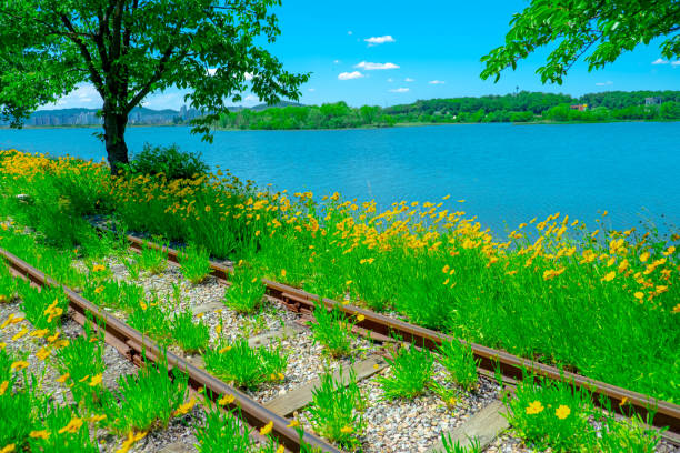 istock Vibrant Marigolds by the Tranquil Lake and Railway 2168126710