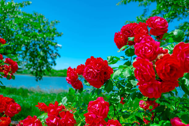 Serene Lake Surrounded by Roses: A Tranquil Nature Landscape