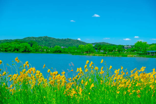 Vibrant Marigolds by the Serene Lakeside