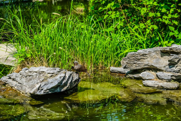 Serene Pond in a Garden: A Tranquil Nature Retreat