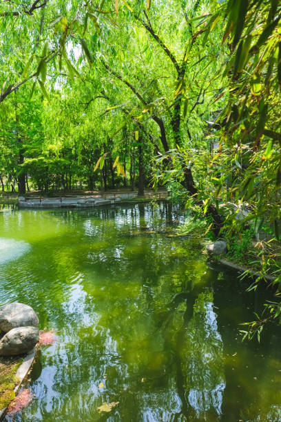 Serene Pond in a Garden: A Tranquil Nature Retreat