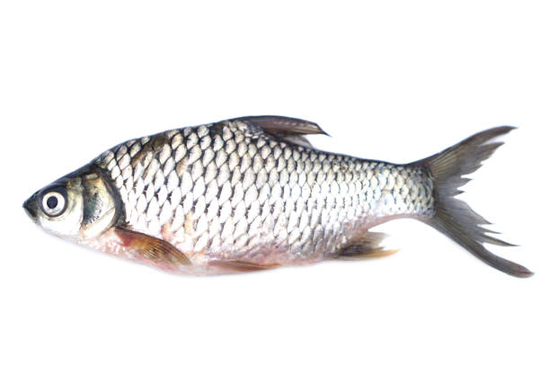 istock Freshwater fish for cooking isolated on white background. Concept, edible local fish from river in Thailand. Barbonymus gonionotus. 2168127758