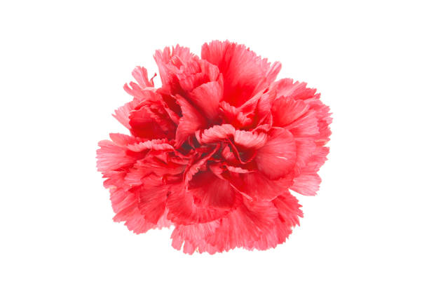 istock red carnation flower isolated on a white background 2168128344