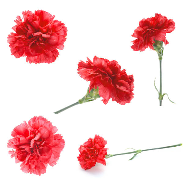 istock red carnation flower isolated on a white background 2168128361