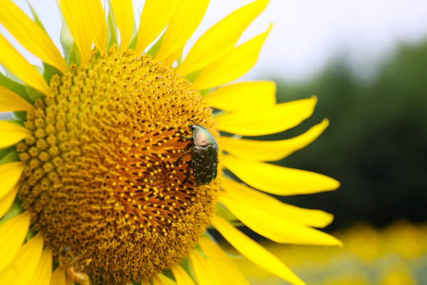 a close up of sunflower flower  with a bug