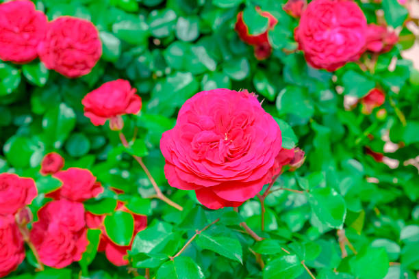 Blooming Roses in a Garden: A Romantic Floral Landscape