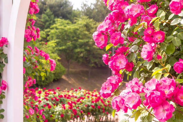 istock Blooming Roses in a Garden: A Romantic Floral Landscape 2168129230