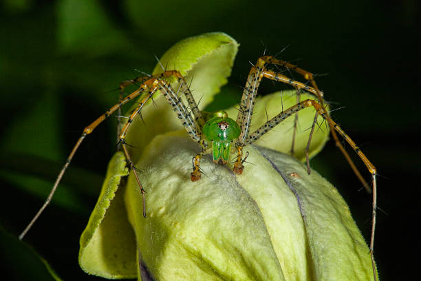 Male Lynx Spider on a Passion Flower in East Texas.