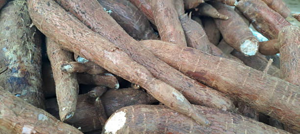 istock Cassava or Yam is a delicious root found in tropical countries and contains a great source of good carbohydrate. 2168130892