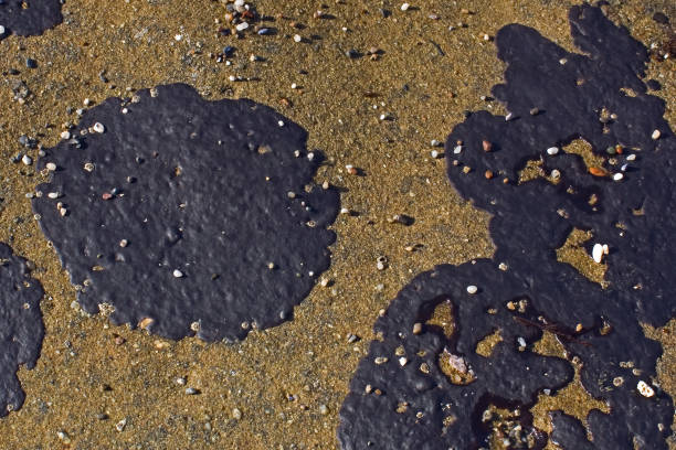 istock Tar Spot Algae, Ralfsia pacifica, Phaeophyta, Brown Algae, Salt Point State Park,  Sonoma County, California 2168131333