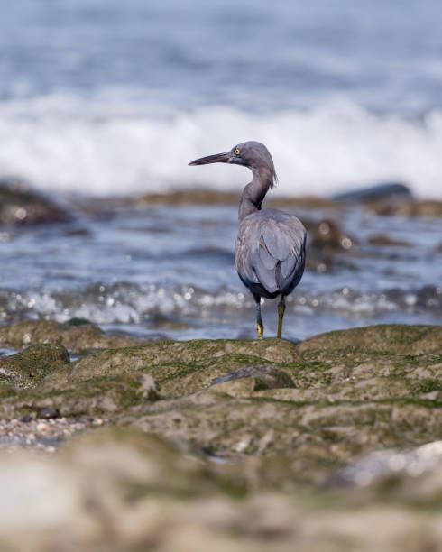 istock Pacific Reef Heron Feeding at rocky shore 2168133086