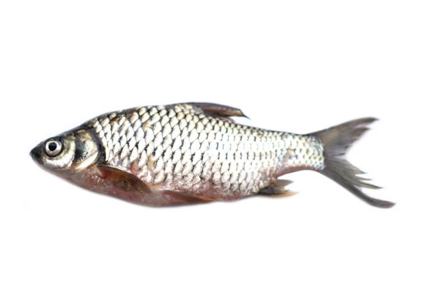 Freshwater fish for cooking isolated on white background. Concept, edible local fish from river in Thailand. Barbonymus gonionotus.