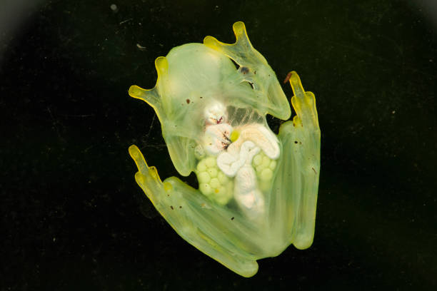 istock Transparent Beauty: Glass Frog on Glass Surface with Visible Organs and Eggs 2168137467