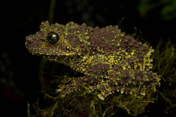 istock Master of Disguise: Vietnamese Mossy Frog Camouflaged on Moss 2168137561