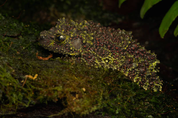 istock Master of Disguise: Vietnamese Mossy Frog Camouflaged on Moss 2168137564