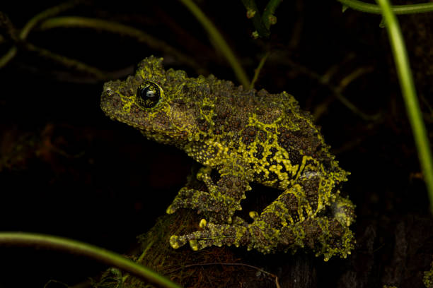 istock Master of Disguise: Vietnamese Mossy Frog Camouflaged on Moss 2168137574