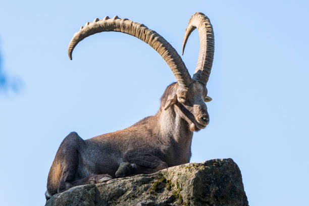 Frontalaufnahme eines Steibock in den Alpen