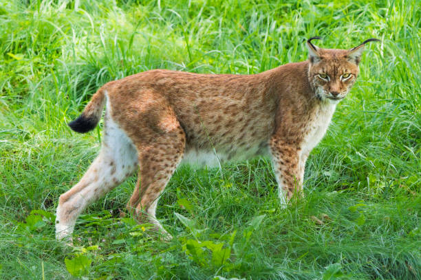 istock Stealthy Hunter: European Lynx in Tall Grass 2168137786
