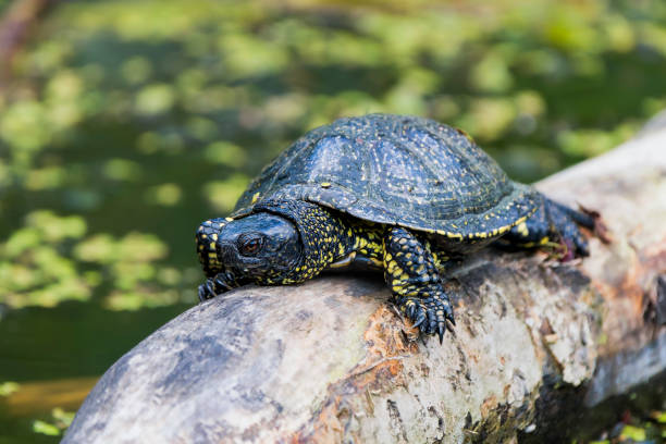 Sunny Retreat: European Pond Turtle Sunbathing on a Log