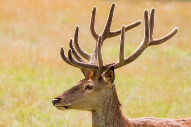 A deer with brown and white fur is standing in front of a white background. The deer has a white spot on its face, and its ears are pointed forward. The deer's eyes are closed, and it is resting