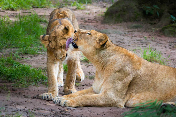 istock Nurturing Love: Female Asiatic Lion Licking Its Cub 2168138387