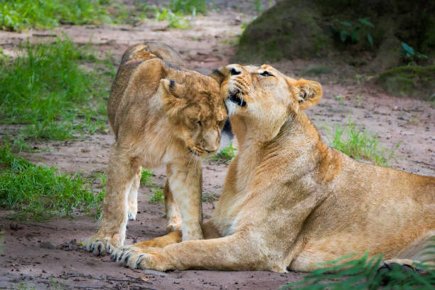 BotswanaMother lion feeds her cubs in the Chobe National Park in BotswanaMother lion (Pantera Leo) with her cub in her mouth. Mother lion brings her cub to a safer place.