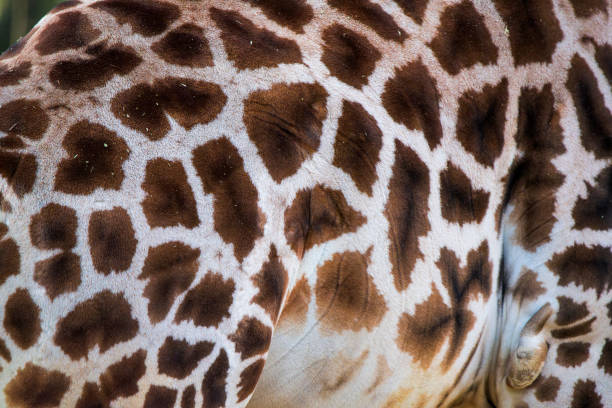 The giraffe is a large African hoofed mammal belonging to the genus Giraffa. It is the tallest living terrestrial animal and the largest ruminant on Earth. Traditionally, giraffes have been thought of as one species, Giraffa camelopardalis, with nine subspecies.