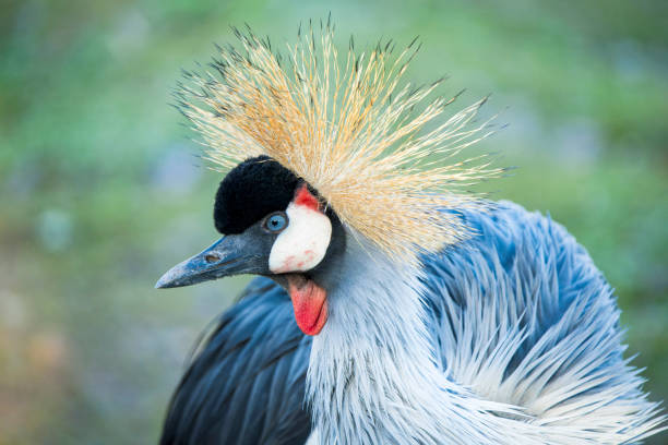 istock Regal Beauty: Close-up of a Grey Crowned Crane 2168138467