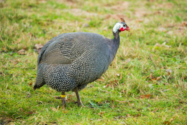 istock Charming Presence: Guinea Fowl on Short Grass 2168138468