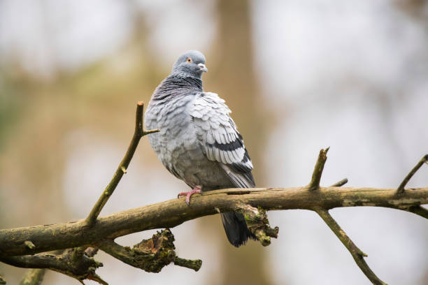 Winterday in the backyard. Single  Columba livia dove walking through the fallen snow.