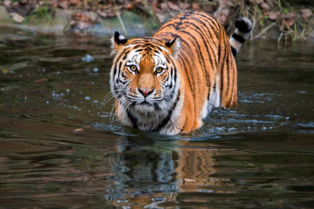 istock Majestic Journey: Siberian Tiger Wading Through Shallow Water 2168138528